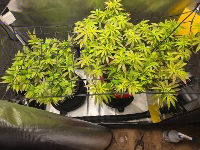 First Grow — vegetative, day 44