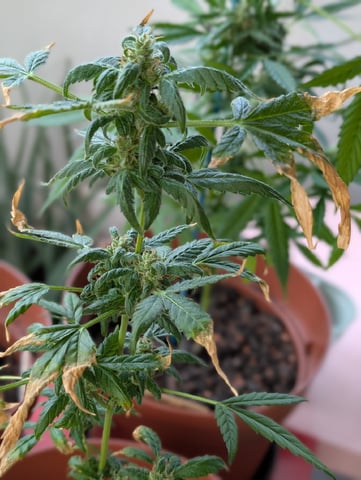 My First Grow 🪴 April '26 — flower, day 84