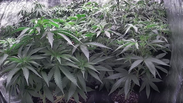 outdoor start/indoor 2025 — vegetative, day 103