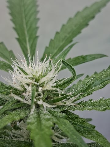 Rockin rob 70 — auto, day 1