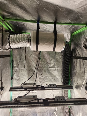 Wedding Cake Auto — grow_setup, day 1