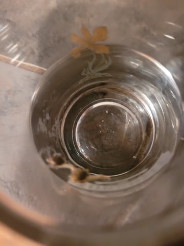 Just Popped — vegetative, day 2
