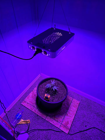 blue nerdz — vegetative, day 1