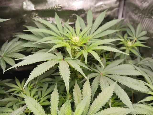 9lbhammer feminized  — flower, day 49