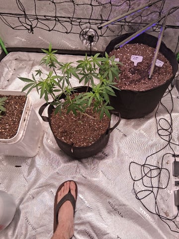  god father og feminzed — flower, day 135