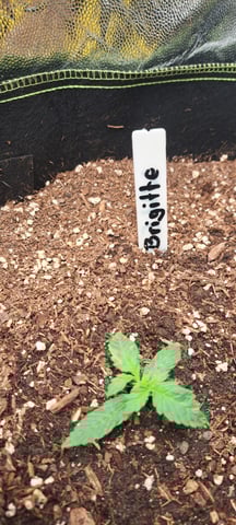 First Grow with the new setup  — seedling_rooting, day 10