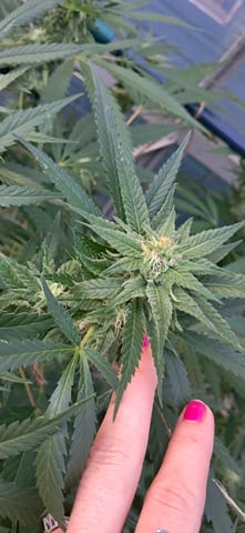 1st grow (green house)(natural) — flower, day 94