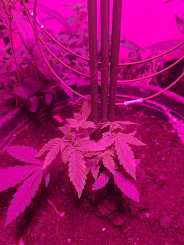 Queen B  — vegetative, day 33
