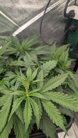 Grow 3 — vegetative, day 31