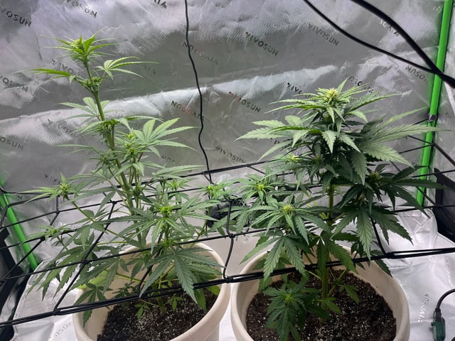 Wedding Cake Zkittlez — flower, day 6