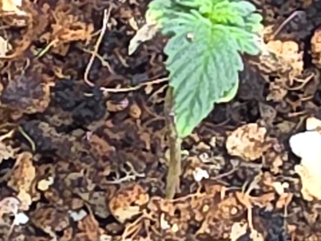 Gorilla Gas  — grow_setup, day 2