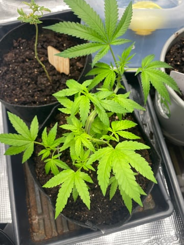 BETTERDAYZBUDZ — vegetative, day 1