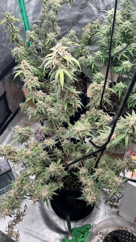 420 Fast Buds Mixed Pack