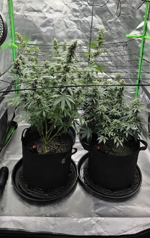 SGC & GWS — flower, day 99
