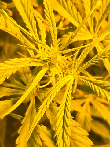 2nd Autoflower Indoor Grow — flower, day 51