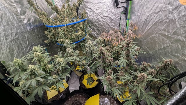 Mixed Grow — flower, day 102