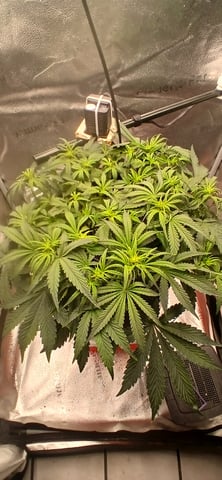 newest ggs setup grow — flower, day 37