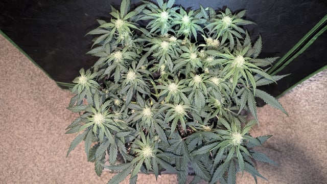 Perpetual Autoflower Mixed Grow #3 — vegetative, day 35