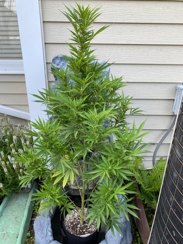 widows’ mimosa f1 — flower, day 100