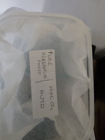Bruce Banner — germination, day 81