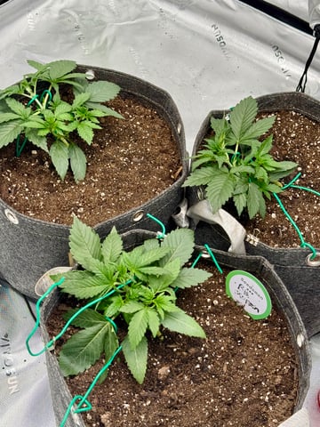 Humboldt  — vegetative, day 27