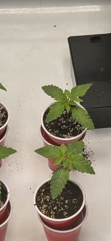 Maple Nectar  — seedling_rooting, day 15