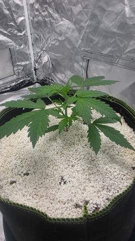 Beginner - My first grow has been an incredible experience so far! — vegetative, day 28