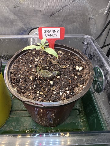 Granny Candy and PLCG — seedling_rooting, day 15