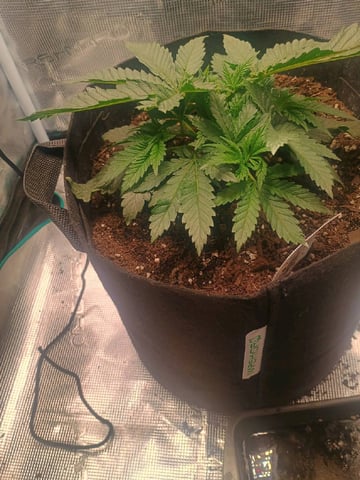 lil Slurry, first grow — vegetative, day 25