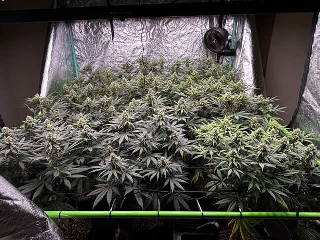Pink Passion Fruit — flower, day 85