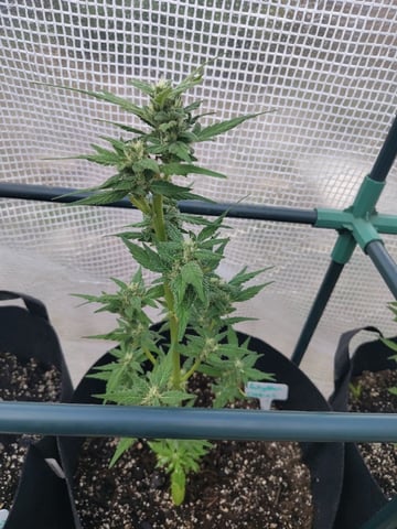 greenhouse grow  — flower, day 3