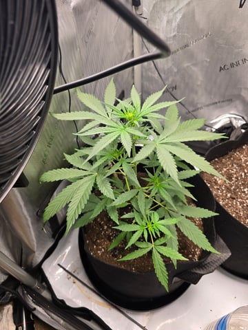 Pull my finger and Mowie Wowie — grow_setup, day 58