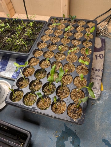 See what grows — vegetative, day 64