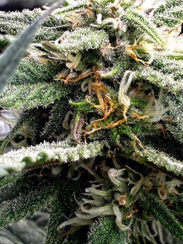 Blueberry critical kush x purple peyote wifi  and one L.a kush cake . — flower, day 57