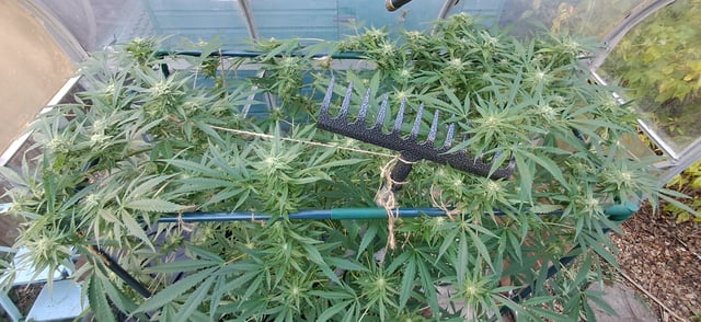 1st grow (green house)(natural) — flower, day 94