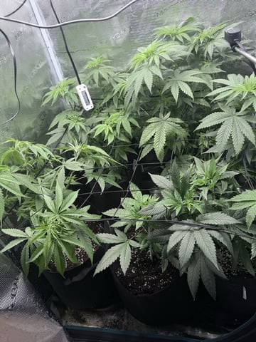First Time Grower Long Time Blazer — vegetative, day 3