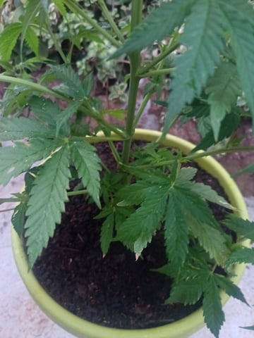 Marijuana(Hemp) — vegetative, day 1