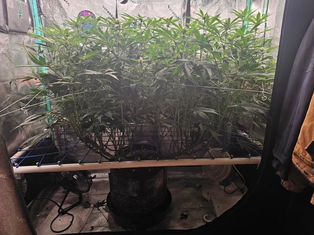 scrog from cut.  — flower, day 36
