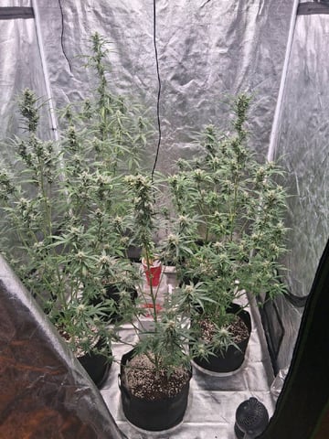 first auto grow — flower, day 66
