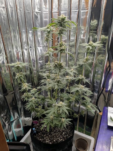 B E A utiful  — flower, day 113