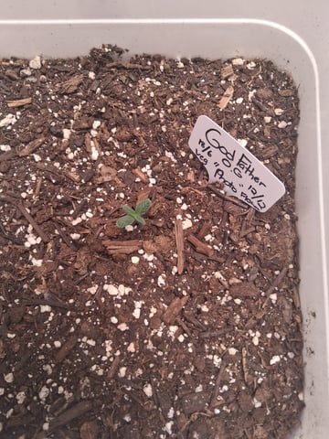  god father og feminzed — grow_setup, day 20