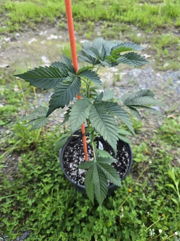 Grandpa Cookies, Black Cherry Soda And Lemon Trees