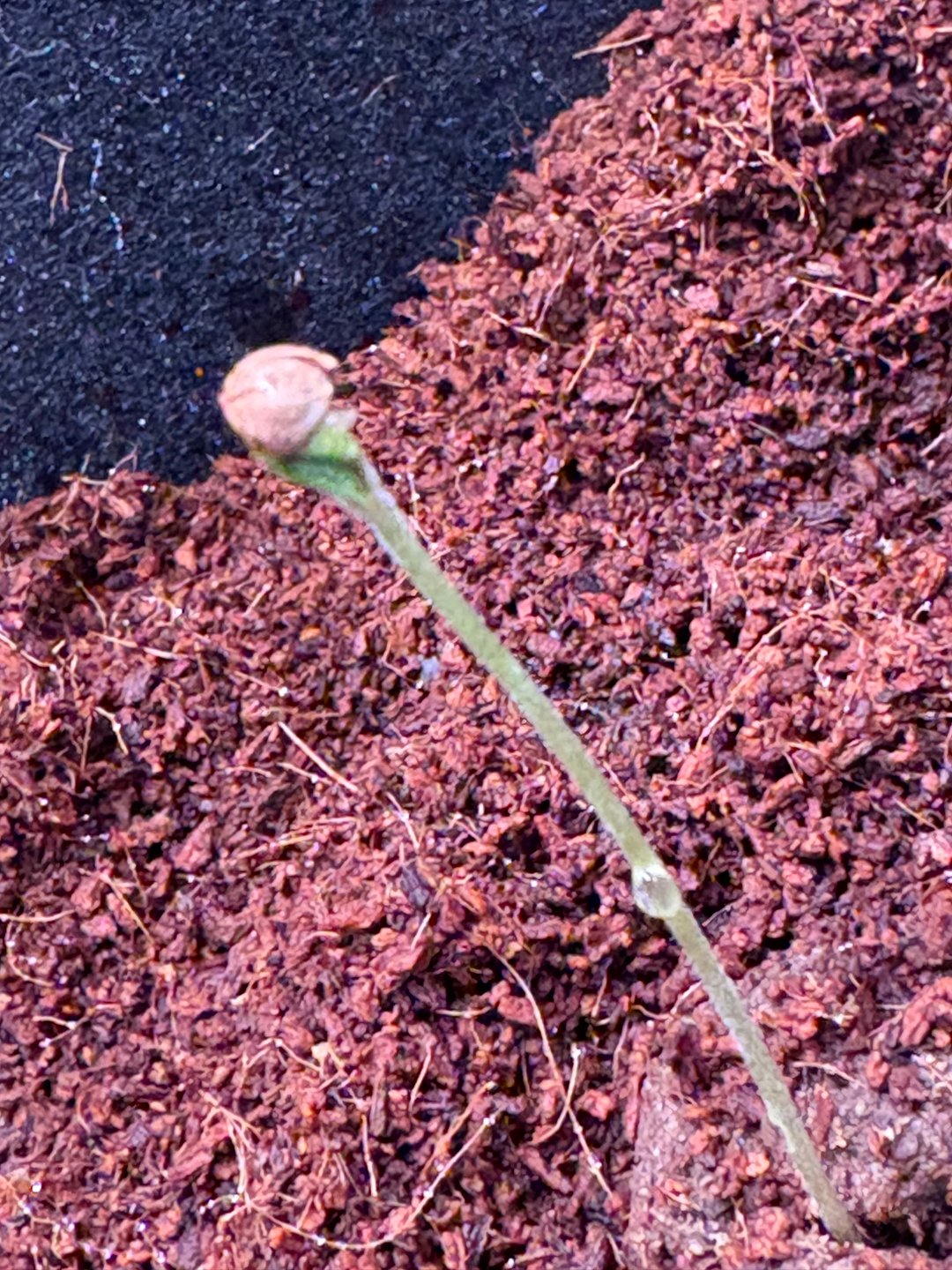 Pineapple Express auto