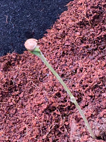 Pineapple Express auto