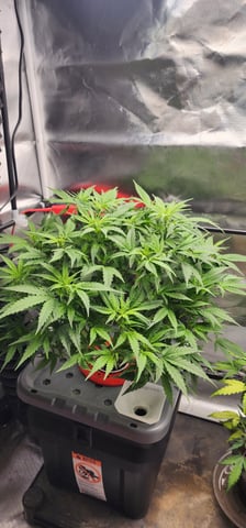 El Chemi Kiwi autoflower  — vegetative, day 43