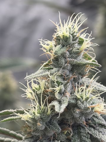Humboldt, Hella Jelly. Jelly Donut  — flower, day 82