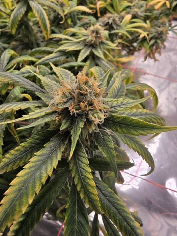 Platnium Jelly — flower, day 112