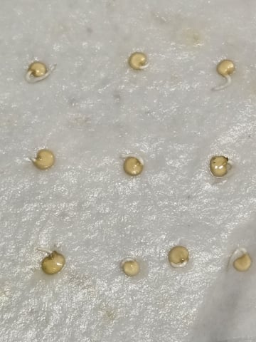 JALAPEÑO 🌶 — germination, day 1