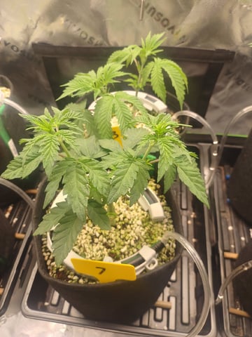 Mainely Genetics Micro Pheno Hunt — vegetative, day 29