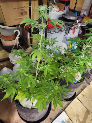 Another round of Mephisto Genetics from Schoolyard Crush and Do-si-delirium drops. — flower, day 36